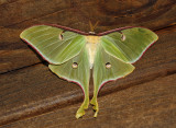 Adult Male