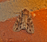 Dark Apamea Moth (9328)