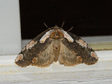 Dogwood Thyatirid Moth (6240)