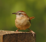 Carolina Wren