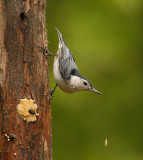 White-breasted Nuthatch