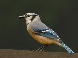 Blue Jay