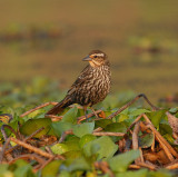 Red-winged Blackbird