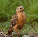 Red-shouldered Hawk