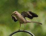 Northern Mockingbird