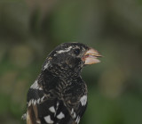 Rose-breasted Grosbeak