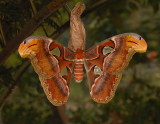 Atlas Moth Gallery