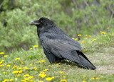 Common Raven