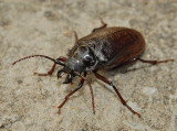 Tile-horned Prionus Beetle