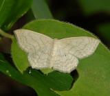 Large Lace-border Moth (7159)