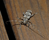 White Oak Borer