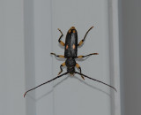 Ash and Privet borer