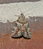 Girlfriend Underwing (8878)