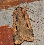 Subterranean Dart Moth (10664)