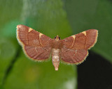 Yellow-fringed Dolichomia Moth (5533)