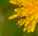 Syrphus spp.