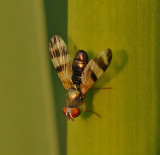 Picture-winged Fly