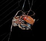 Neoscona crucifera with Beetle Prey