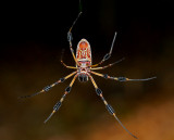 Female, Ventral