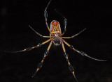 Female, Ventral