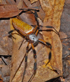 Female, Ventral