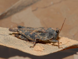 Pgymy Grasshopper