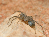 Thin-legged Wolf Spider
