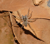 Thin-legged Wolf Spider