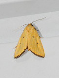 Black-bordered Lemon Moth (9044)