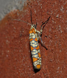 Ailanthus Webworm Moth (2401)