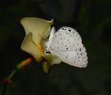 Summer Azure