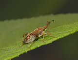 Plant Bug