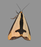 Clymene Moth (8107)