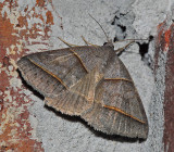Southern Ptichodes Moth (8751)