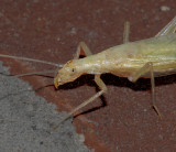 Tree Cricket