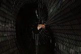 Spined Micrathena Spider in Web