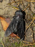 Black Horse Fly