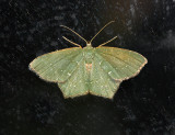 Angle-winged Emerald Moth (7075)