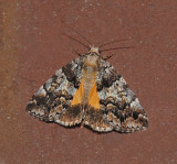 False Underwing Moth (8721)