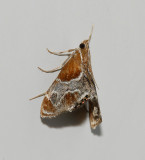 Pegasus Chalcoela Moth (4896)