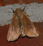 Armyworm Moth (10438)