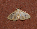 Splendid Palpita Moth (5226)