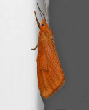 Orange Holomelina Moth (8121)
