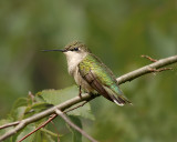 Ruby-throated Hummingbird