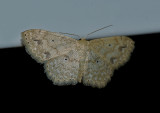 Small Frosted Wave Moth (7152)