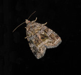 Large Mossy Lithacodia Moth (9047)