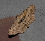 Hollow-spotted Angle Moth (6405)