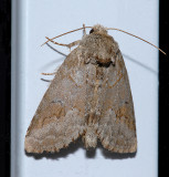 Obscure Underwing Moth (8784)