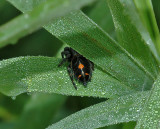 Phidippus audax