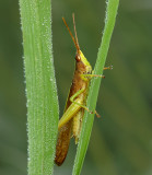 Clipwing Grasshopper